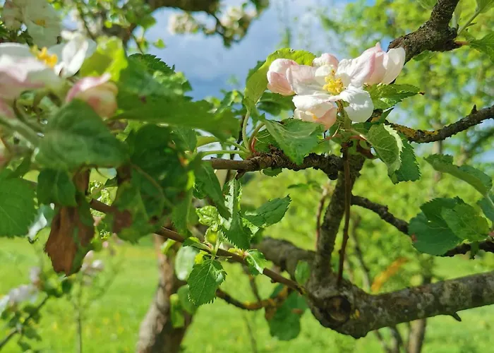 Semesterbostad Auwer Hills - On Dr Schuer Auw bei Prum